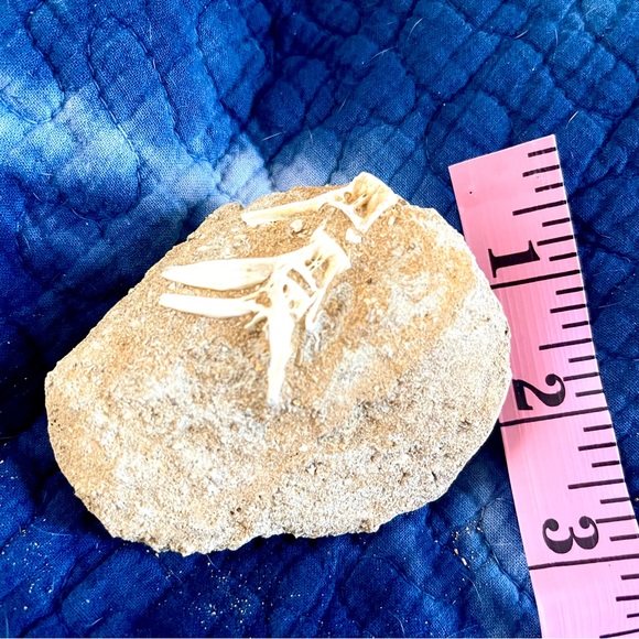 Fish fossil - Picture 4 of 5